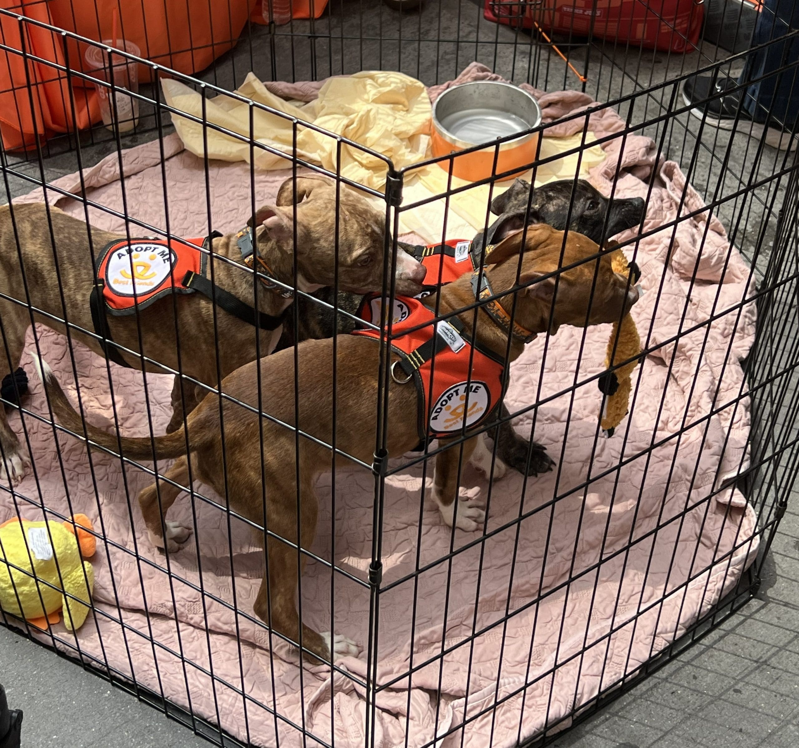 Dogs available for immediate adoption at Broadway Barks