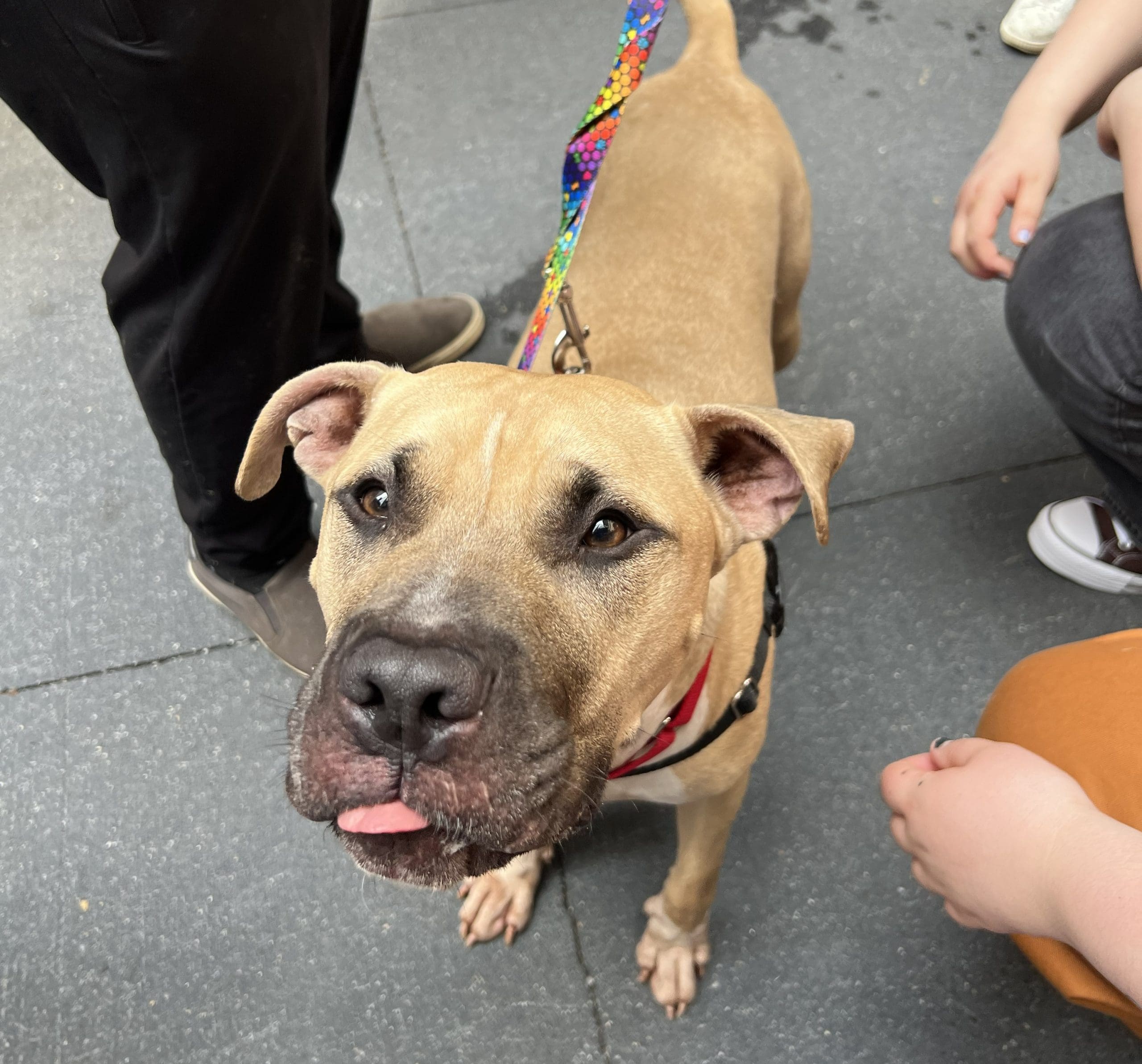 Dogs available for immediate adoption at Broadway Barks